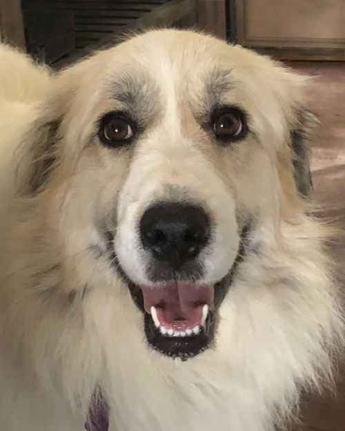 Gracie