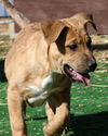 Hutch