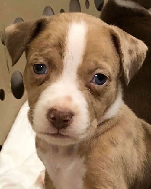 Fiona