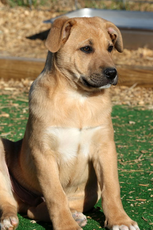 Harper