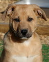 Harper
