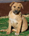 Harper