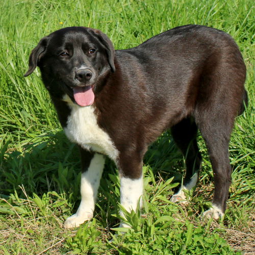 Bella