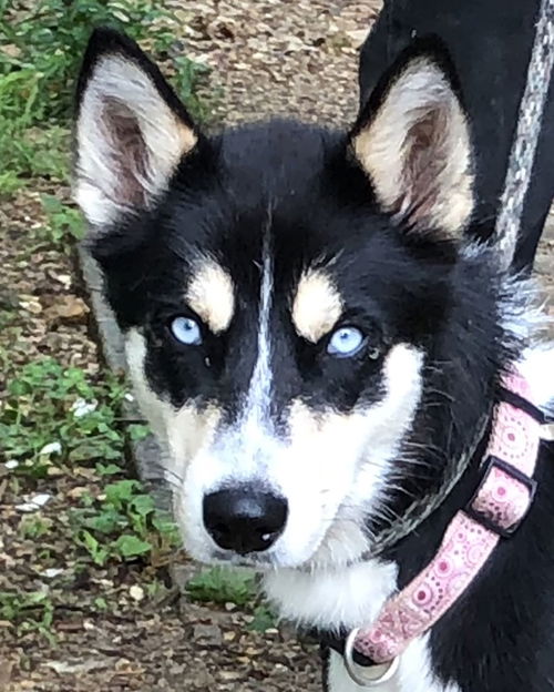 Mika