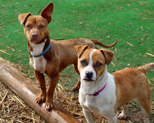 Charlie and Bonny