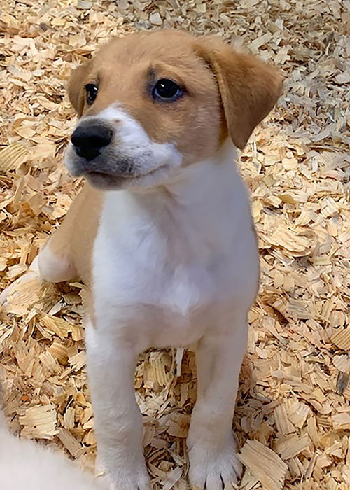 Chance