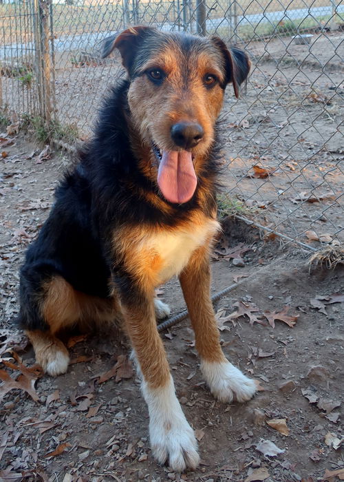 Shamus