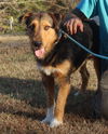 Shamus