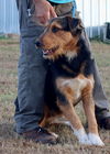 Shamus