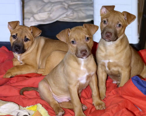 Darla, Derby and Denver