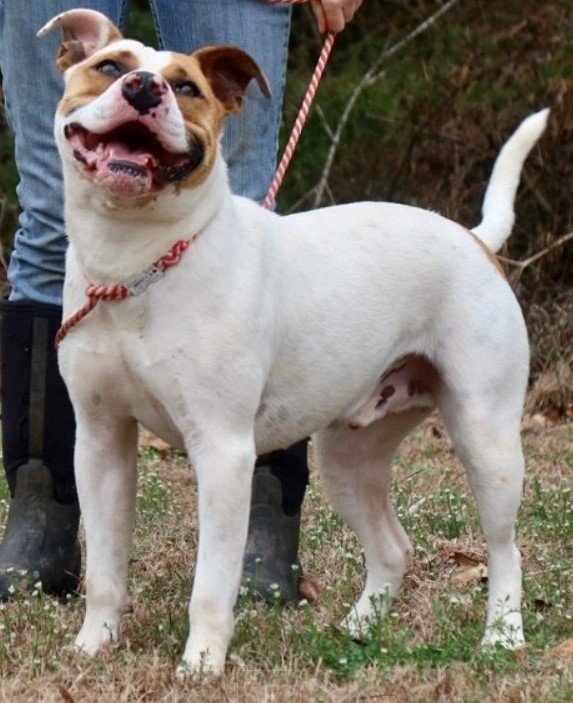 adoptable Dog in Green Forest, AR named Tug