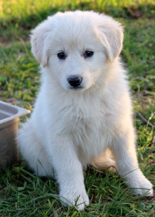 Gypsy