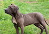 Willow