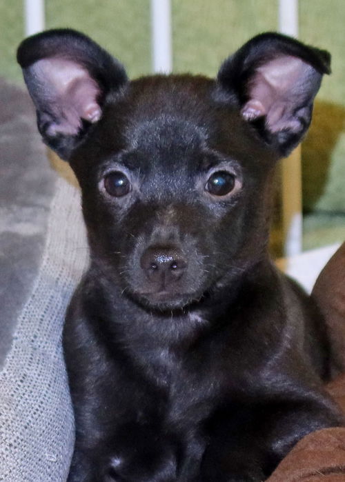 Rascal