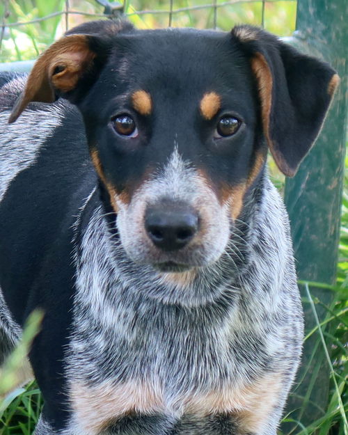 Darla