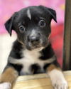 Arlo