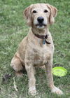 Teddy (Ace)