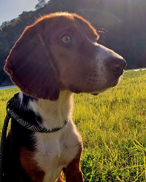 Dax