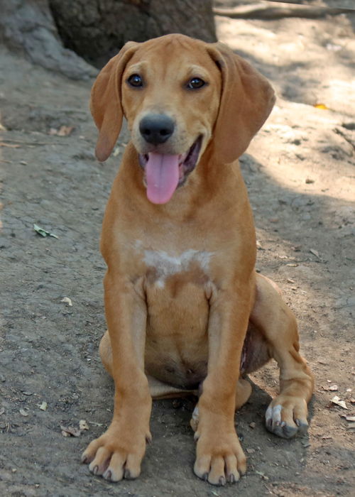 Humphrey