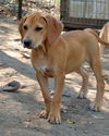 Humphrey