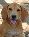 Humphrey