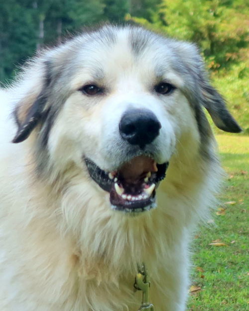 Woofer
