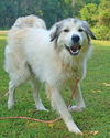 Woofer