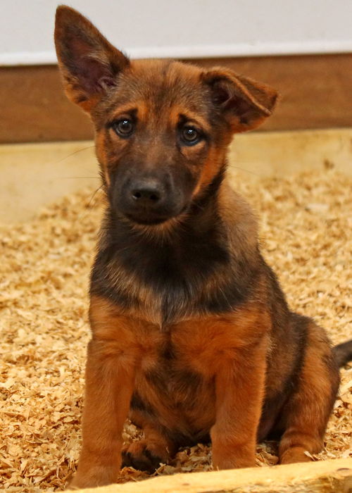 Zola