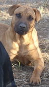 Harriet