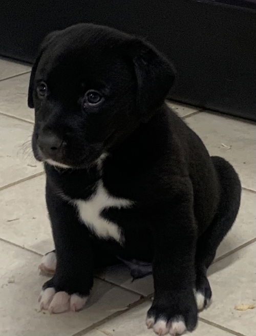 Max