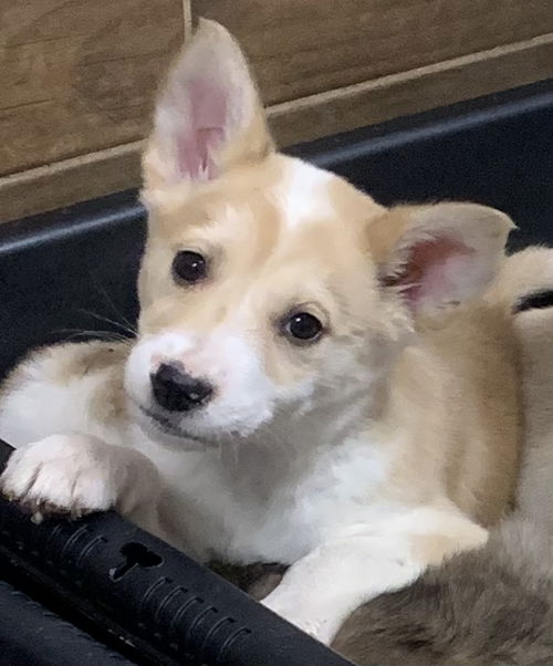 Heidi