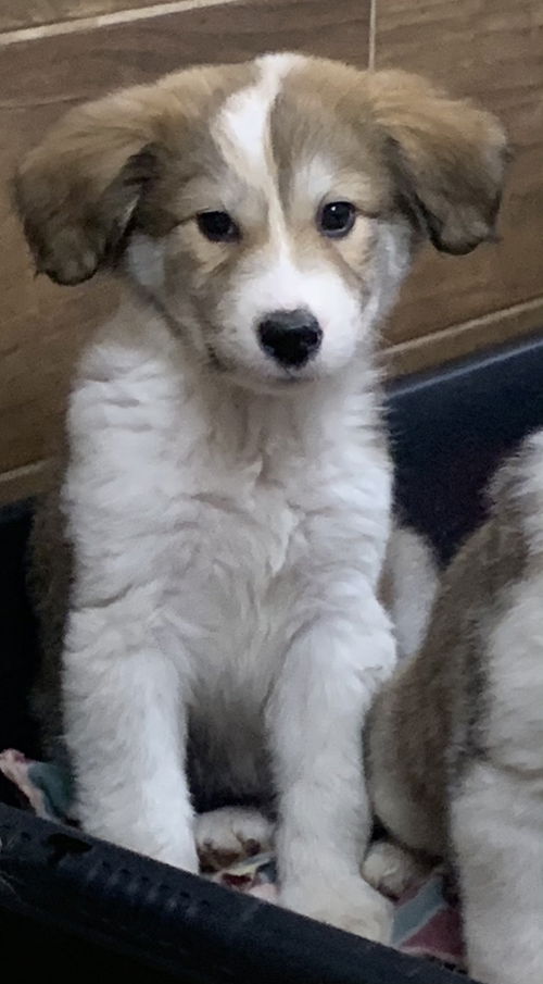 Holden