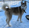 Michiko