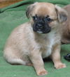 Jaxx