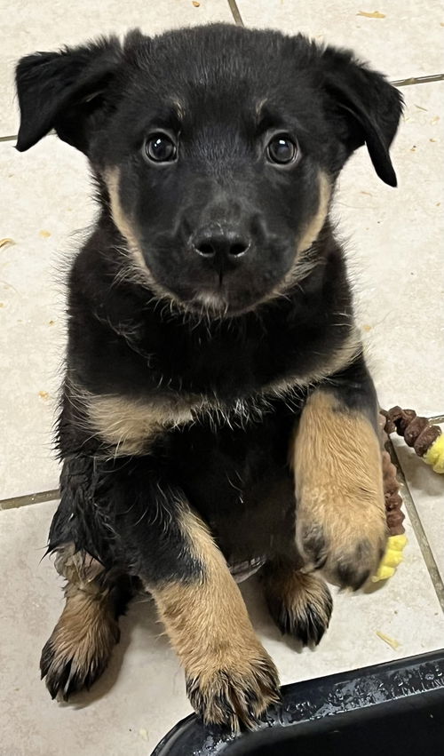 Nitro