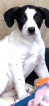 Flossie