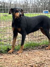 Charlene