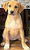 Annie