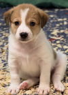 Addie