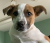 Elvis