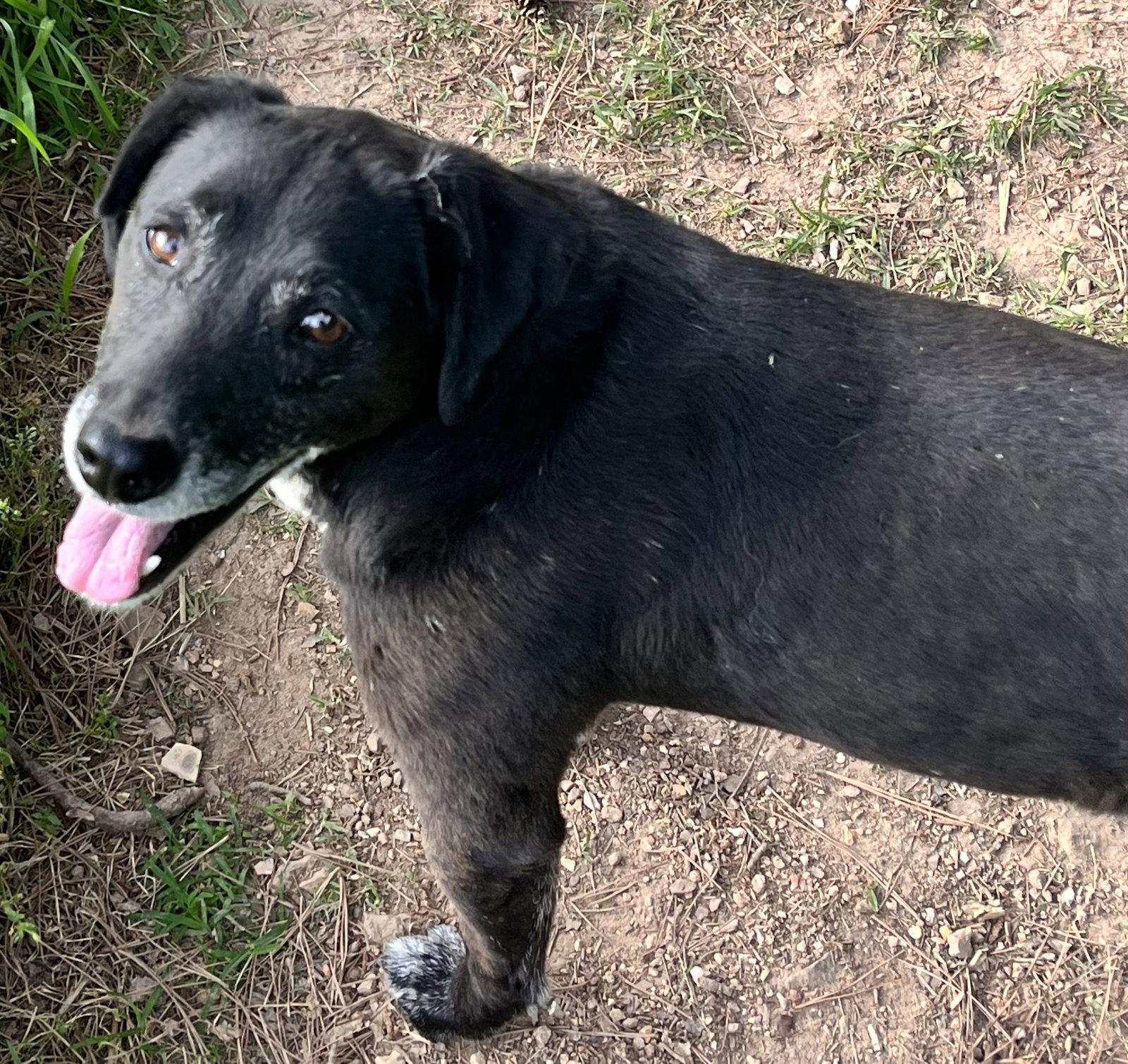 Dog for Adoption Houston, a Border Collie in Carl Junction, MO