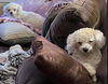 Chloe & Pistol