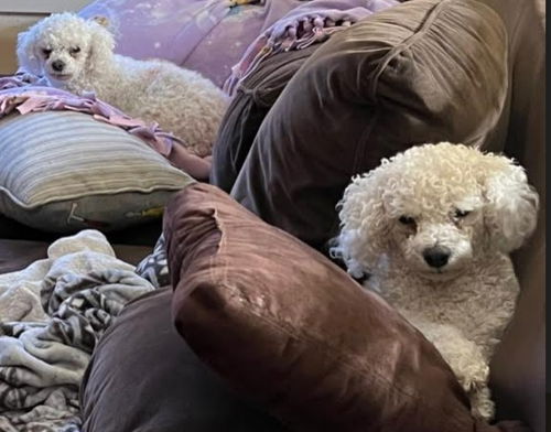 Chloe & Pistol