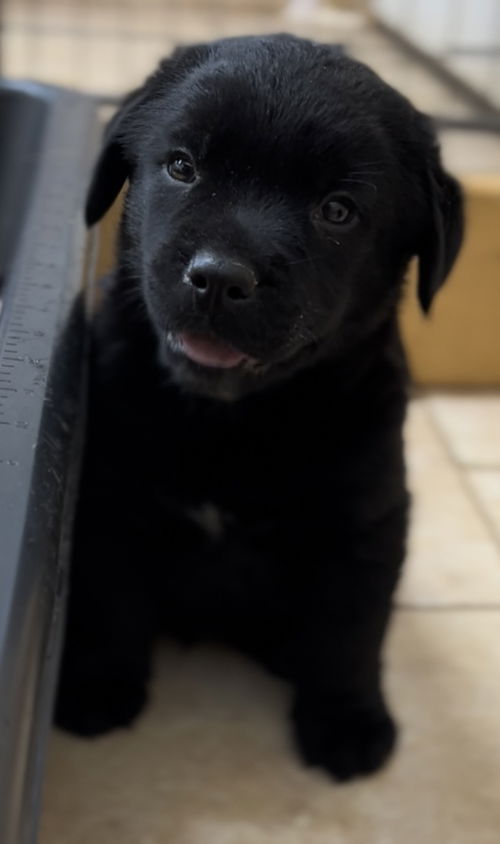 Keegan
