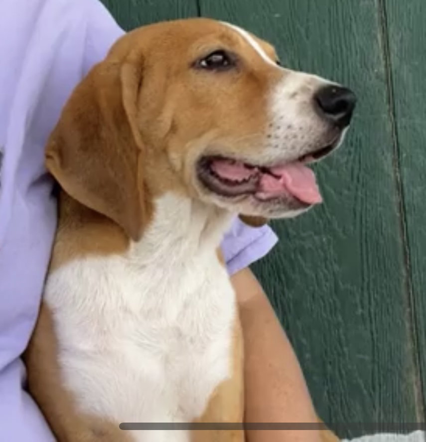 Dog for Adoption Copper, a Beagle in Fredericktown, MO Alpha Paw
