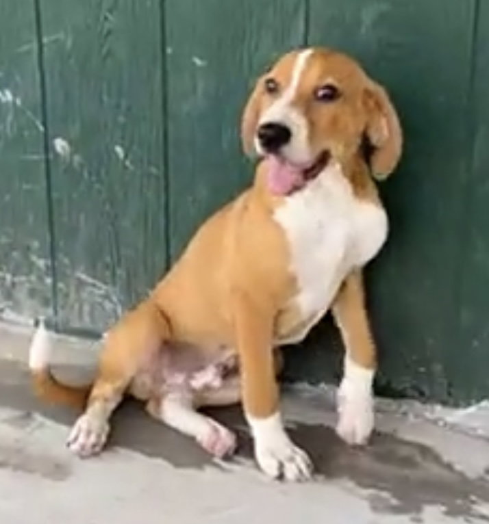 Dog for Adoption Copper, a Beagle in Fredericktown, MO Alpha Paw