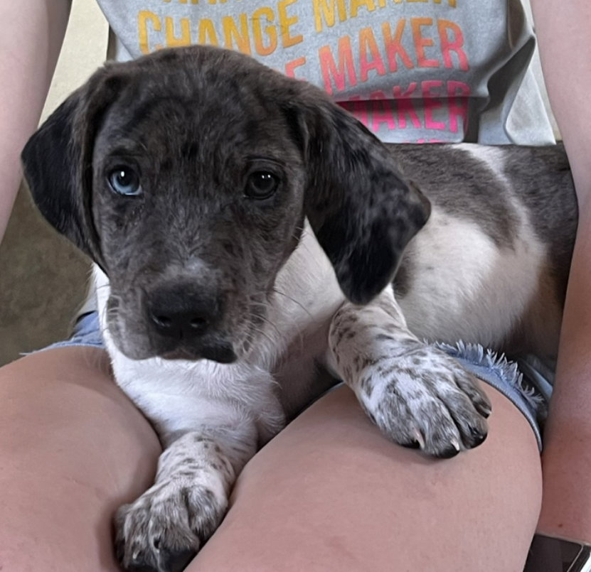 Dog for Adoption Julee, a Catahoula Leopard Dog in Tipton, MO Alpha Paw