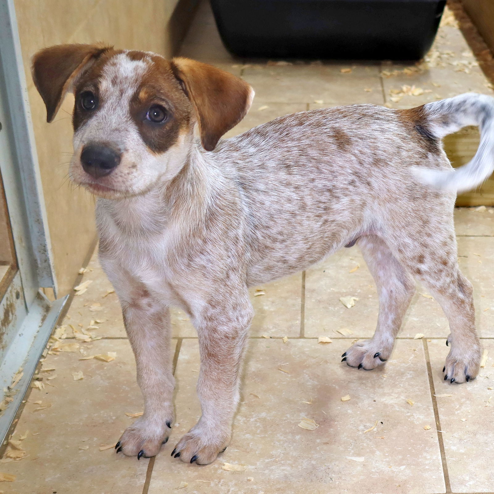 Dog for Adoption - Ziggy, a Australian Cattle Dog/Blue Heeler in Bella ...