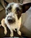 Skippy
