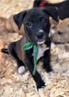 Lewie